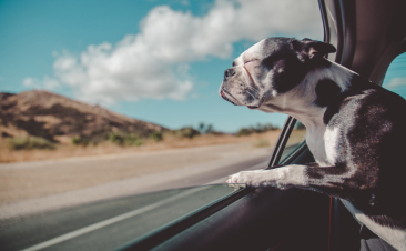 Llevar a tu mascota de manera incorrecta en el coche puede costarte más caro de lo que crees